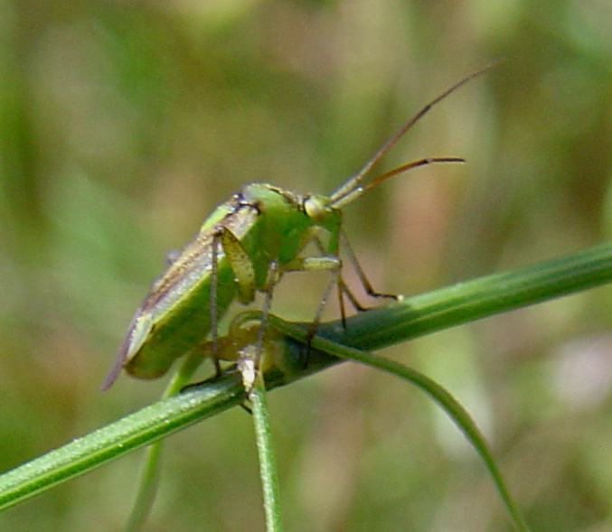 Closterotomus norwegicus (ex sbsp. vittiger)